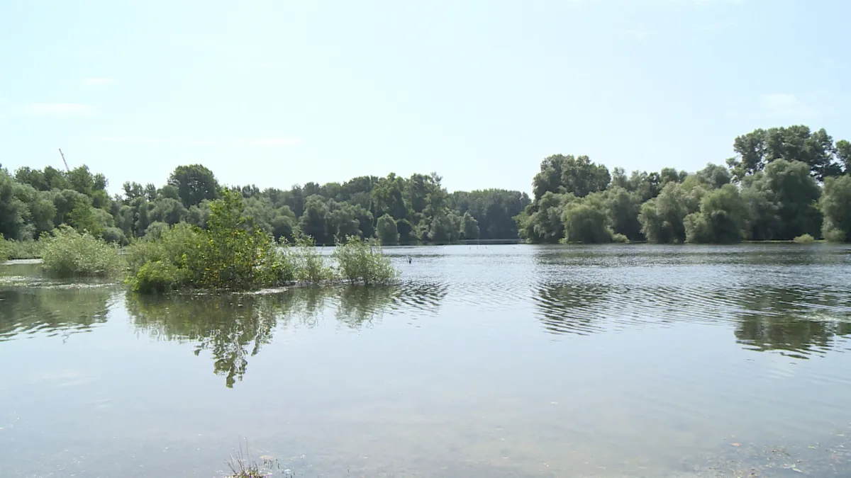 Pokret Bravo: Vlast pokušava da usvoji projekat "Novi Sad na vodi" bez javne rasprave
